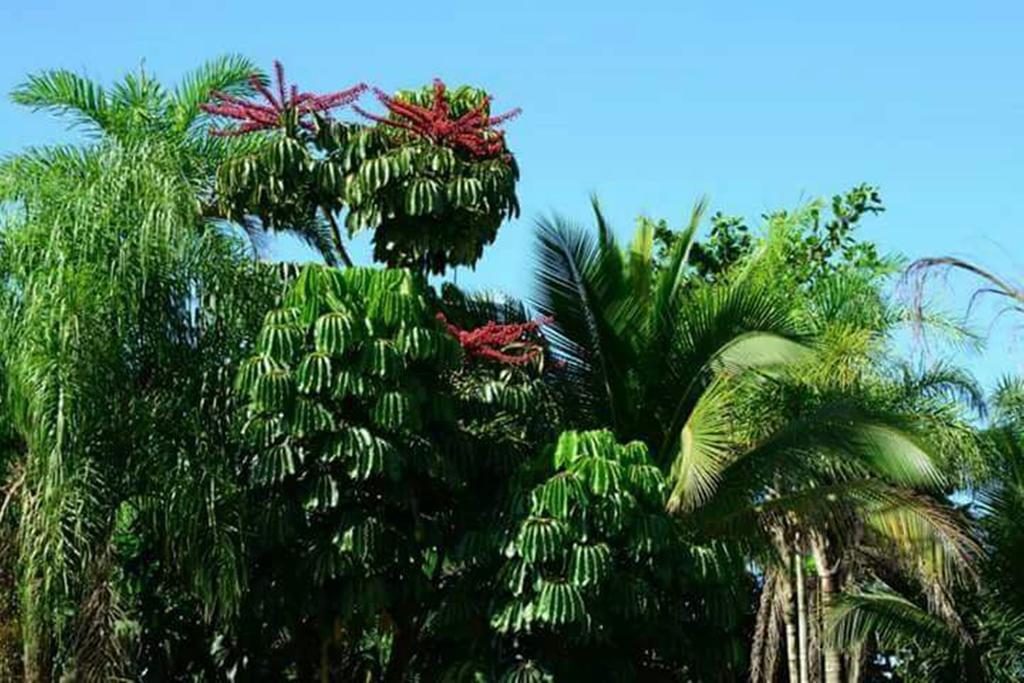 Sol Nascente Suites Itamambuca Ubatuba Exterior foto